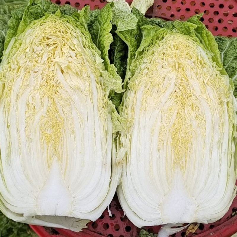 云南精品优质黄心大白菜冷库精包装，净菜走车