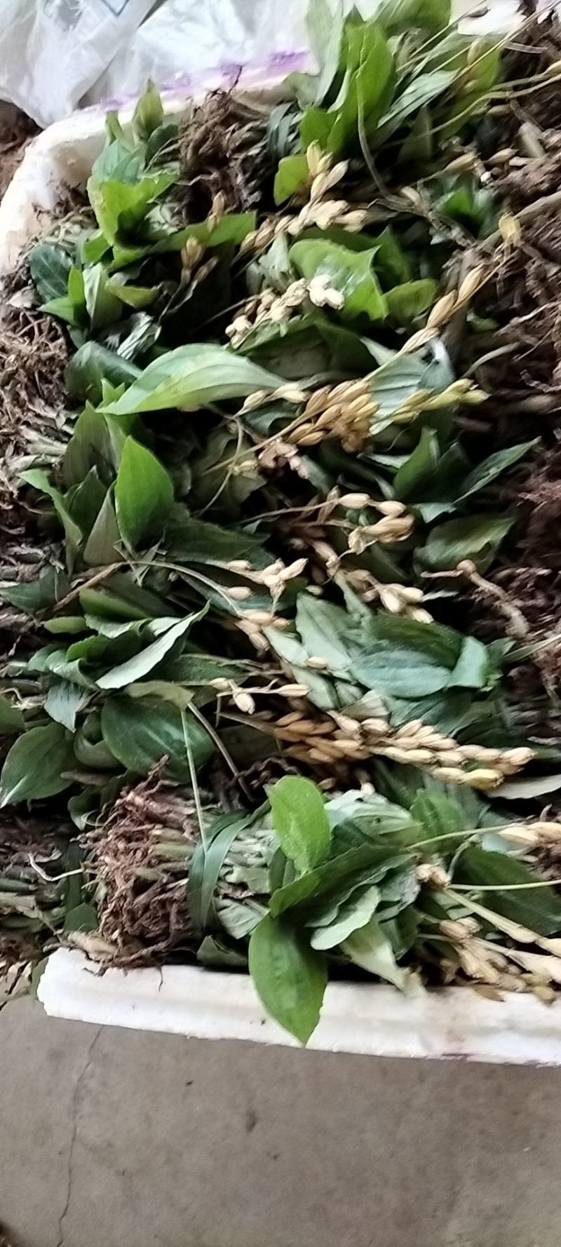 四川雅安矮绿色杆小叶见血青味道特别苦又叫胖子草