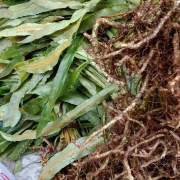 化石草，贵州野生鲜货干品，肾精草
