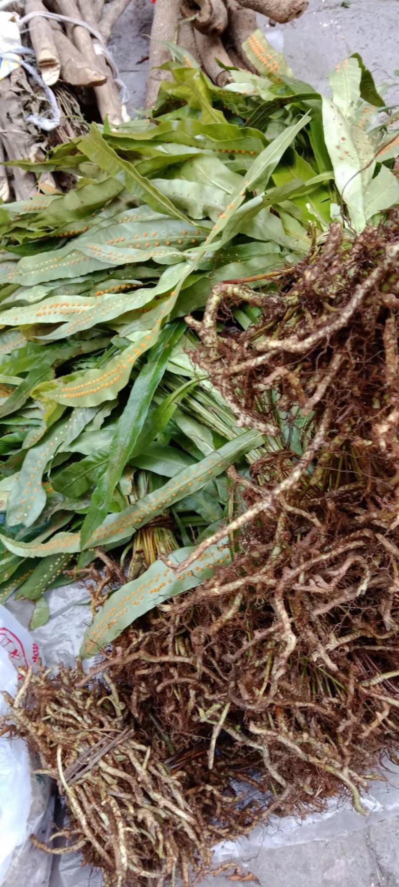 化石草，贵州野生鲜货干品，肾精草