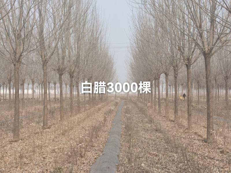 秋紫白腊