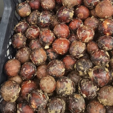 牛油果现剥核，牛油果核，牛油果种子批发包运费