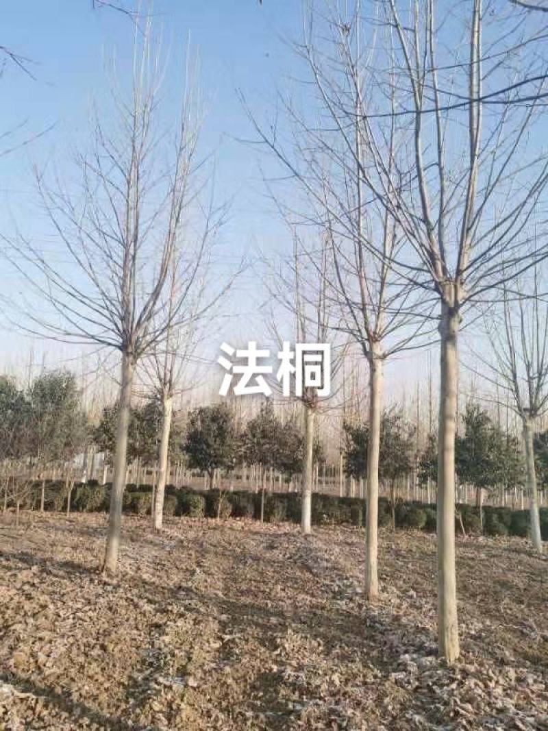 大规格法桐，中规格法桐