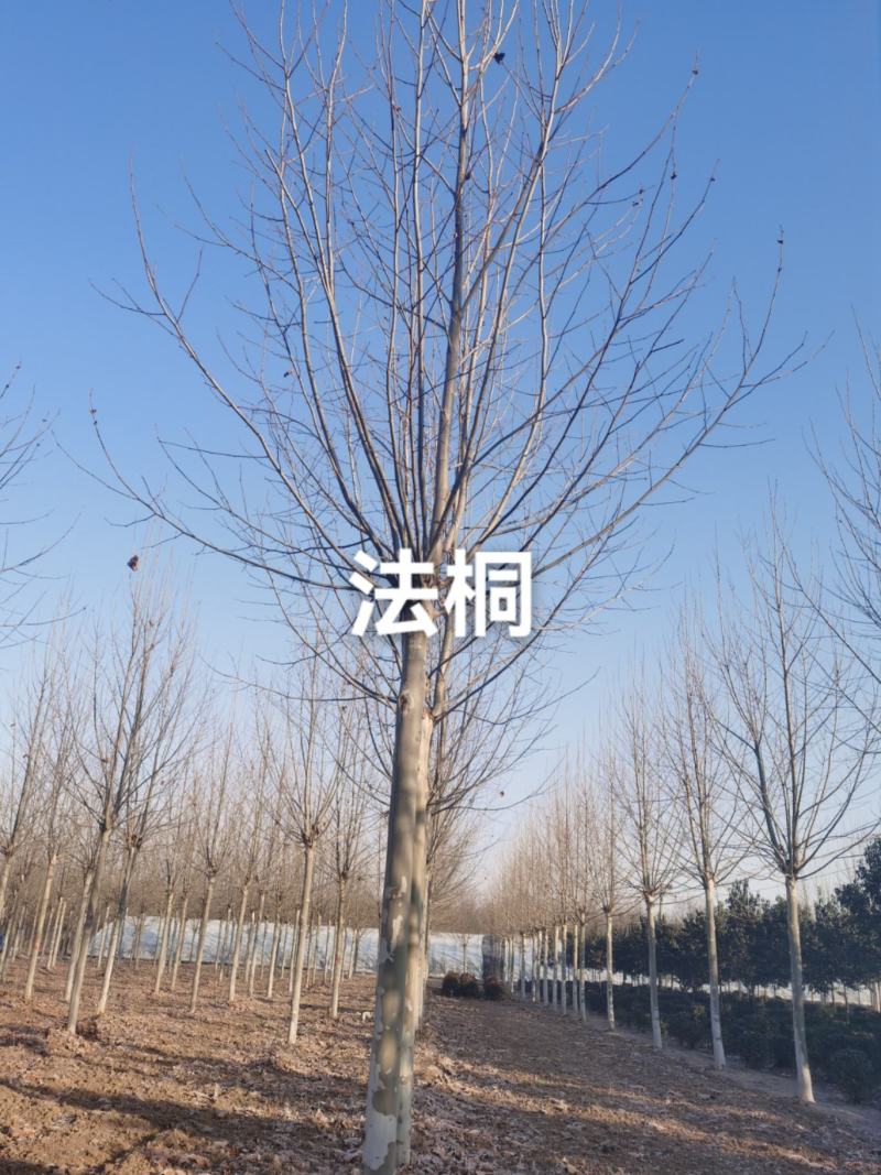 大规格法桐，中规格法桐