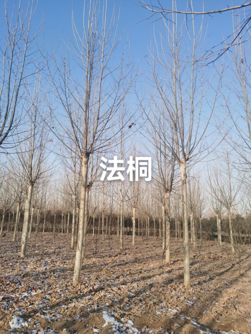 大规格法桐，中规格法桐
