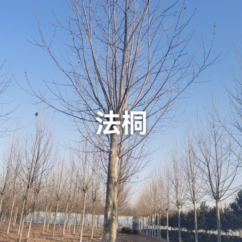 大规格法桐，中规格法桐