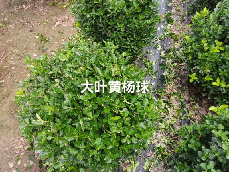 大叶黄杨球