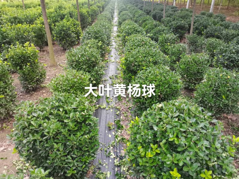大叶黄杨球