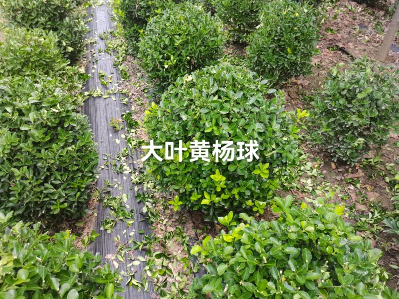 大叶黄杨球