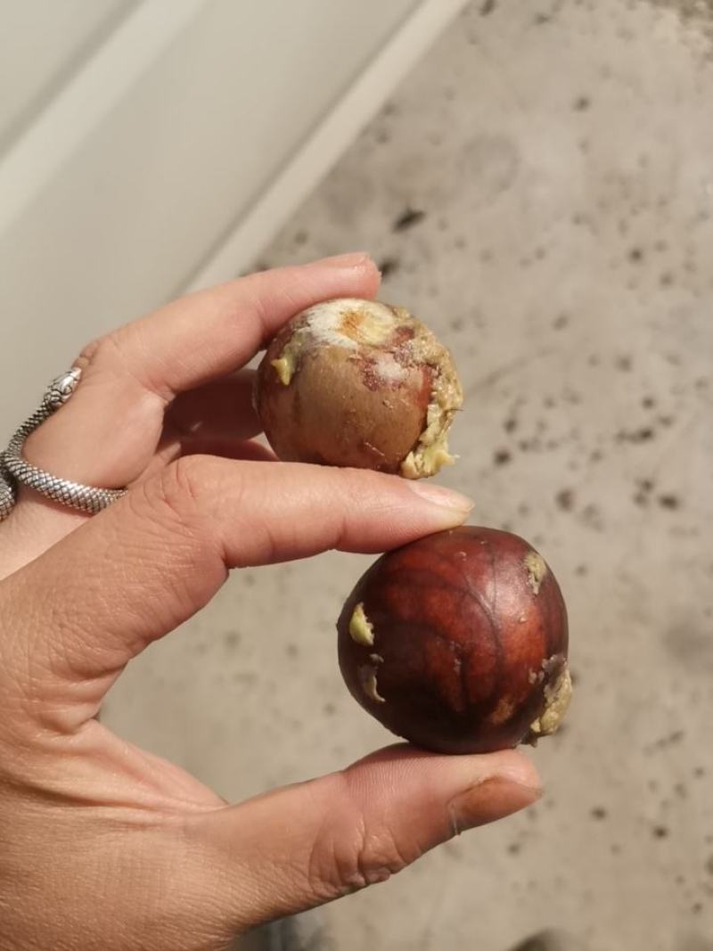 牛油果现剥核，牛油果核，牛油果种子批发包运费