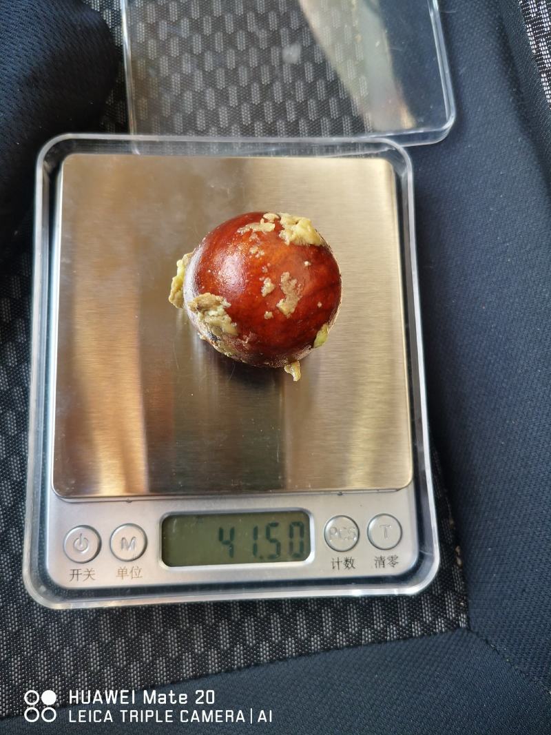 牛油果现剥核，牛油果核，牛油果种子批发包运费