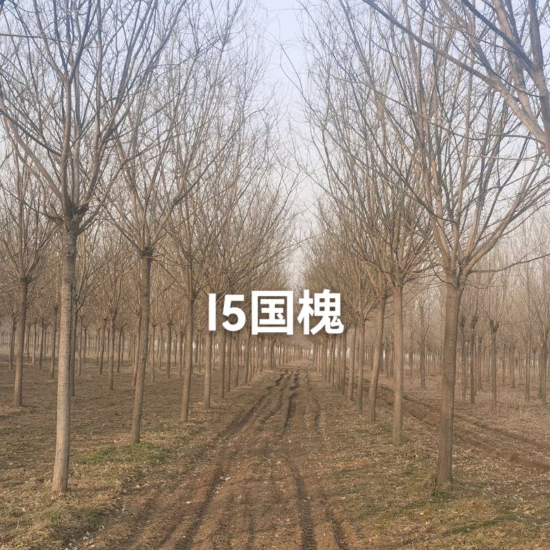 国槐