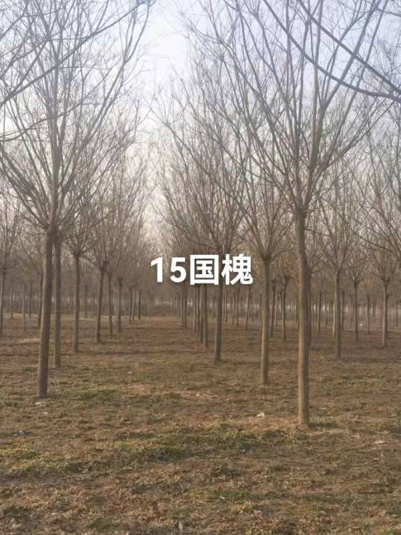 国槐
