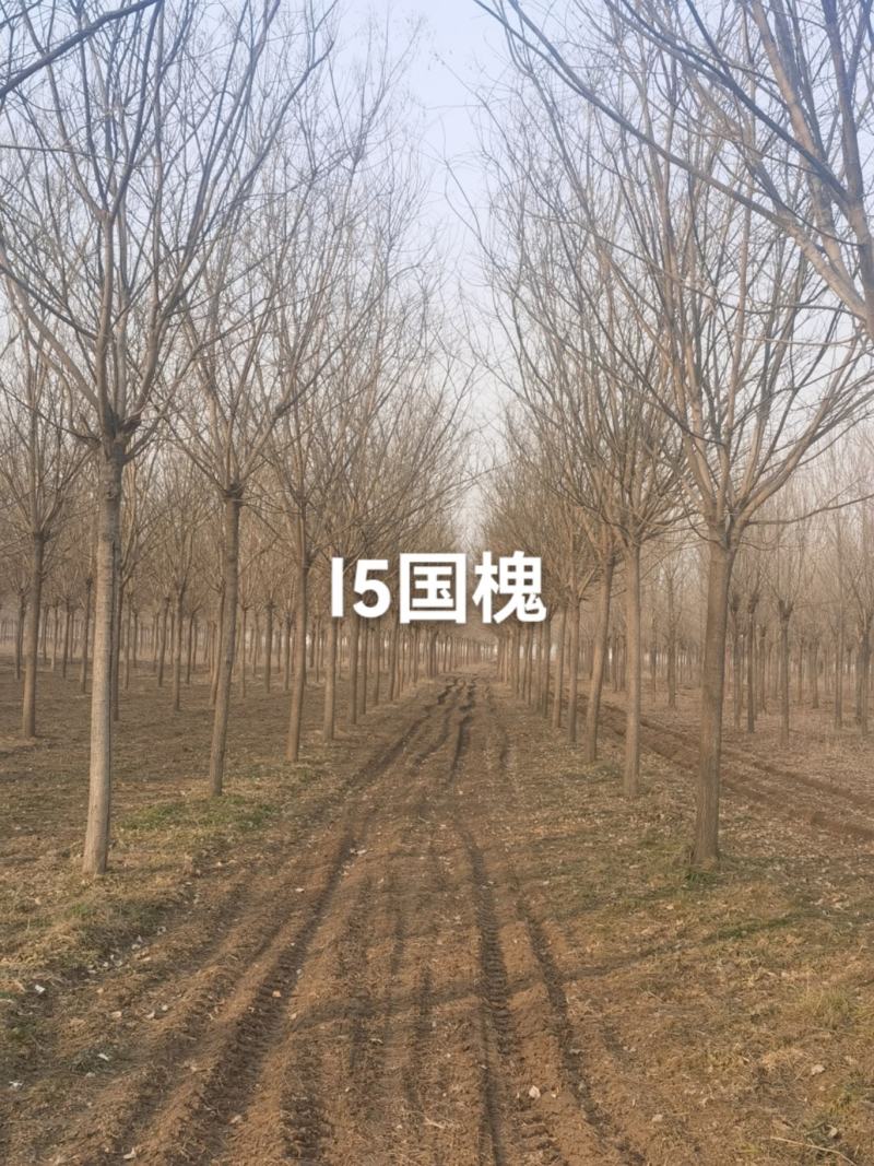 国槐