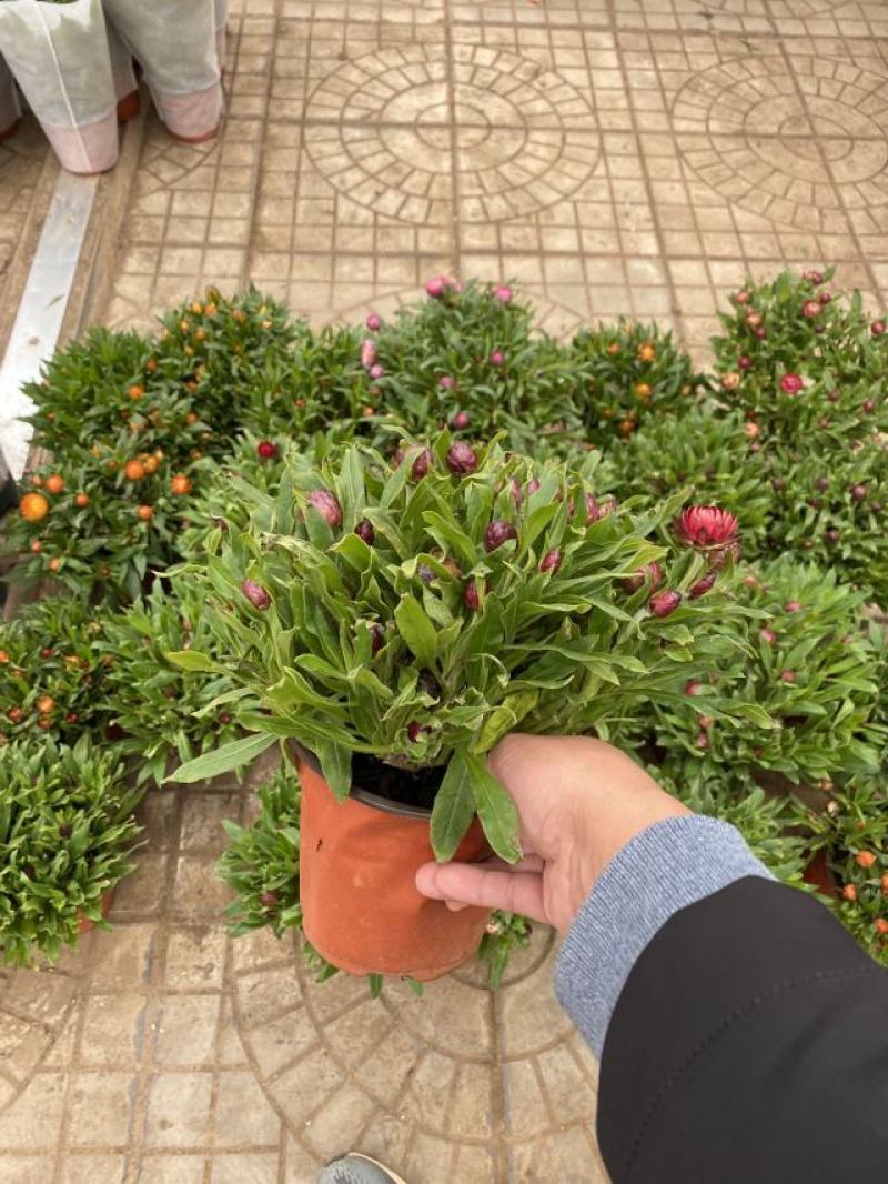 麦秆菊自产自销麦秆菊种植基地农户直销