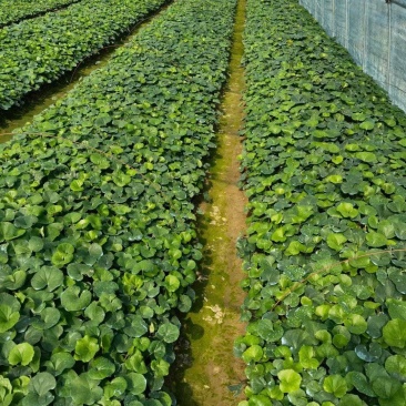 花卉盆景大吴风草种植基地大吴风草一手货源