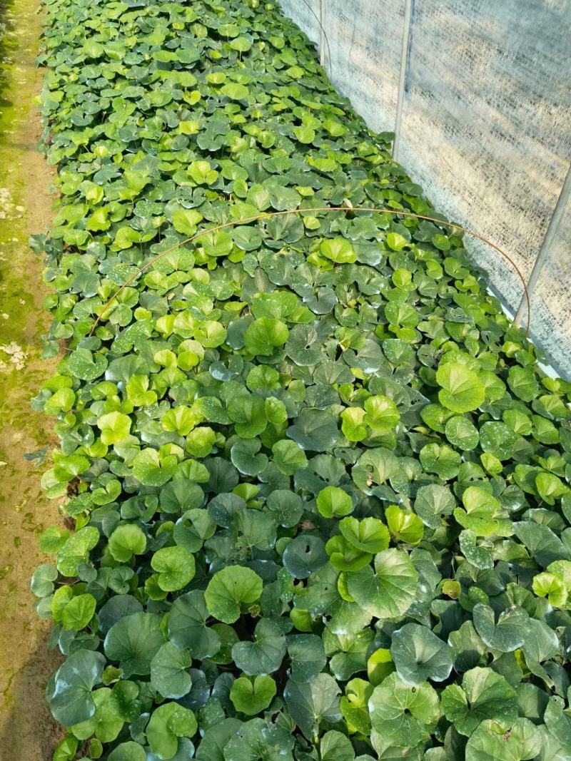 花卉盆景大吴风草种植基地大吴风草一手货源