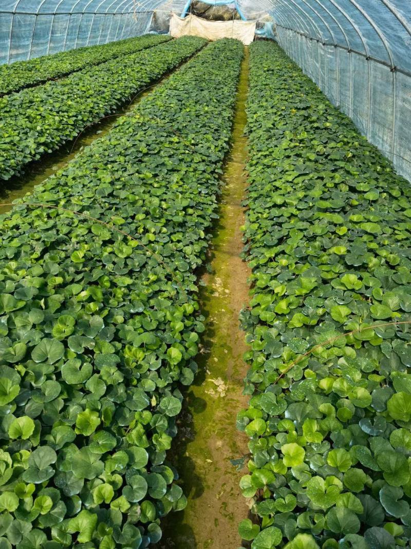 花卉盆景大吴风草种植基地大吴风草一手货源