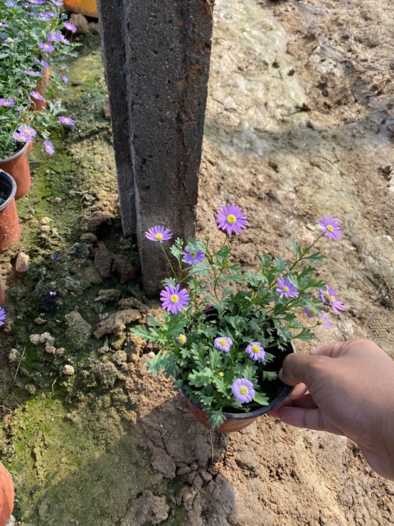 姬小菊种植基地。姬小菊自产自销姬小菊批发价格