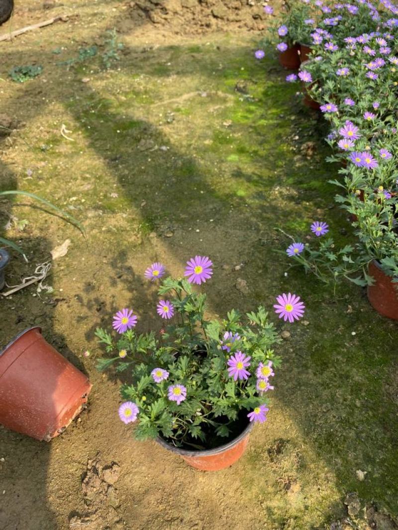 姬小菊种植基地。姬小菊自产自销姬小菊批发价格