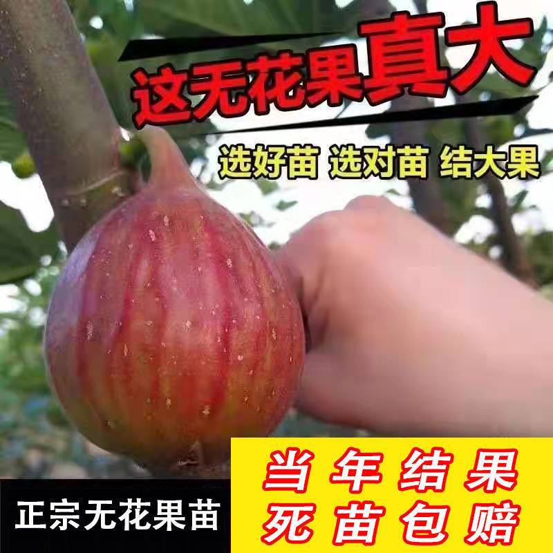 无花果树果苗波姬红特大盆栽地栽矮化南方北方当年结果无花果