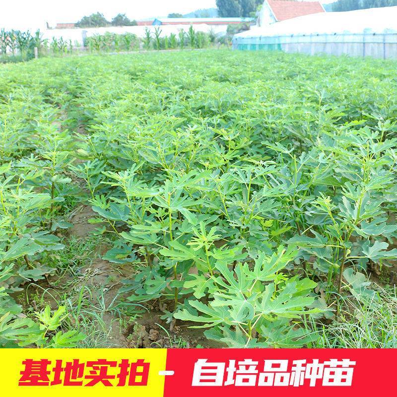 无花果树果苗波姬红特大盆栽地栽矮化南方北方当年结果无花果
