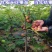 无花果树果苗波姬红特大盆栽地栽矮化南方北方当年结果无花果