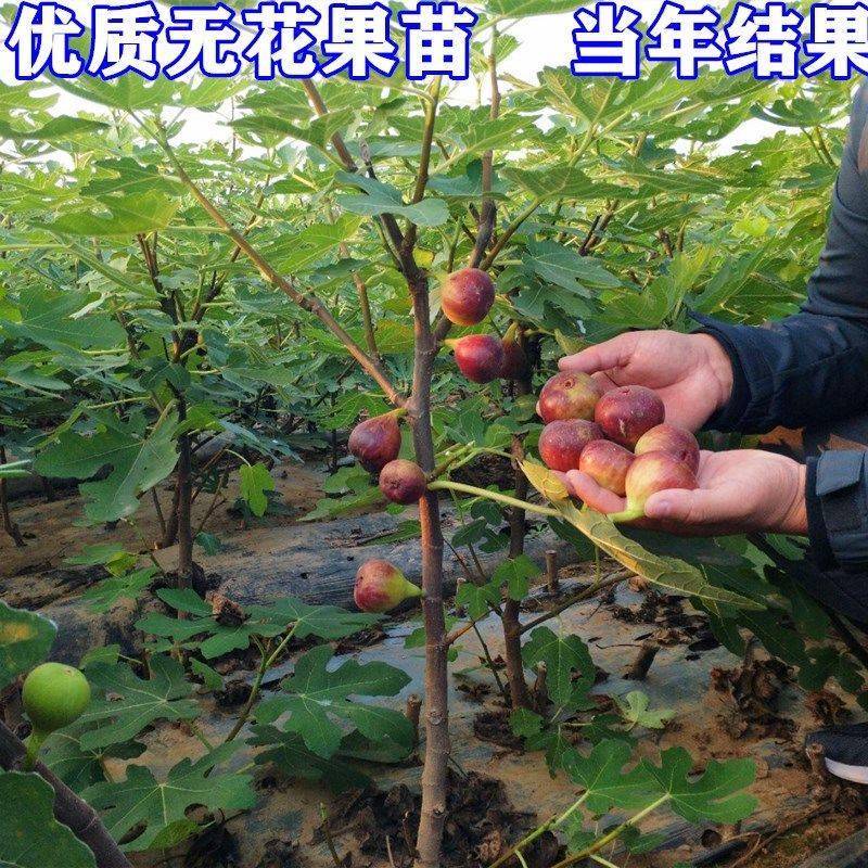 无花果树果苗波姬红特大盆栽地栽矮化南方北方当年结果无花果
