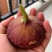 无花果树果苗波姬红特大盆栽地栽矮化南方北方当年结果无花果