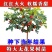 无花果树果苗波姬红特大盆栽地栽矮化南方北方当年结果无花果