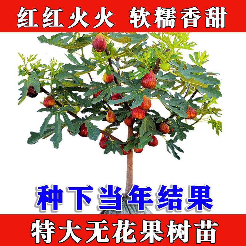 无花果树果苗波姬红特大盆栽地栽矮化南方北方当年结果无花果