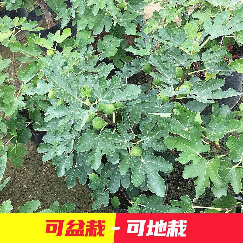 无花果树果苗波姬红特大盆栽地栽矮化南方北方当年结果无花果