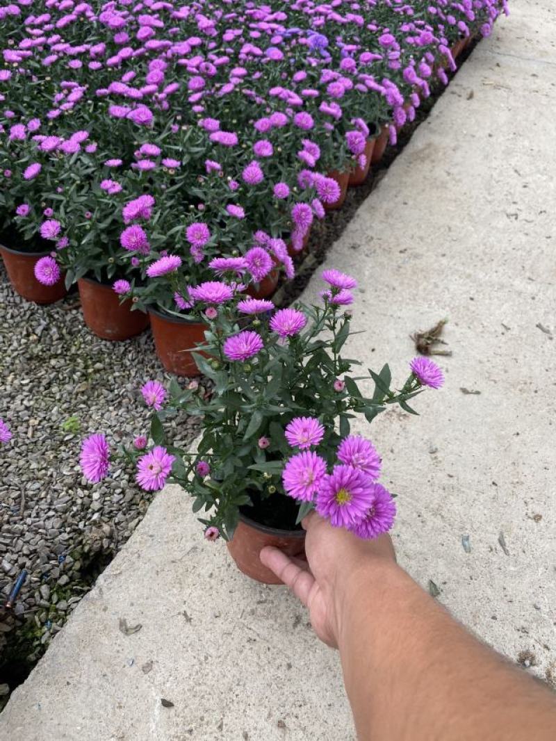 丹麦翠菊种植基地青州丹麦翠菊一手货源自产自销