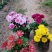 花卉盆景北京夏菊自产自销北京夏菊种植基地