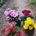 花卉盆景北京夏菊自产自销北京夏菊种植基地