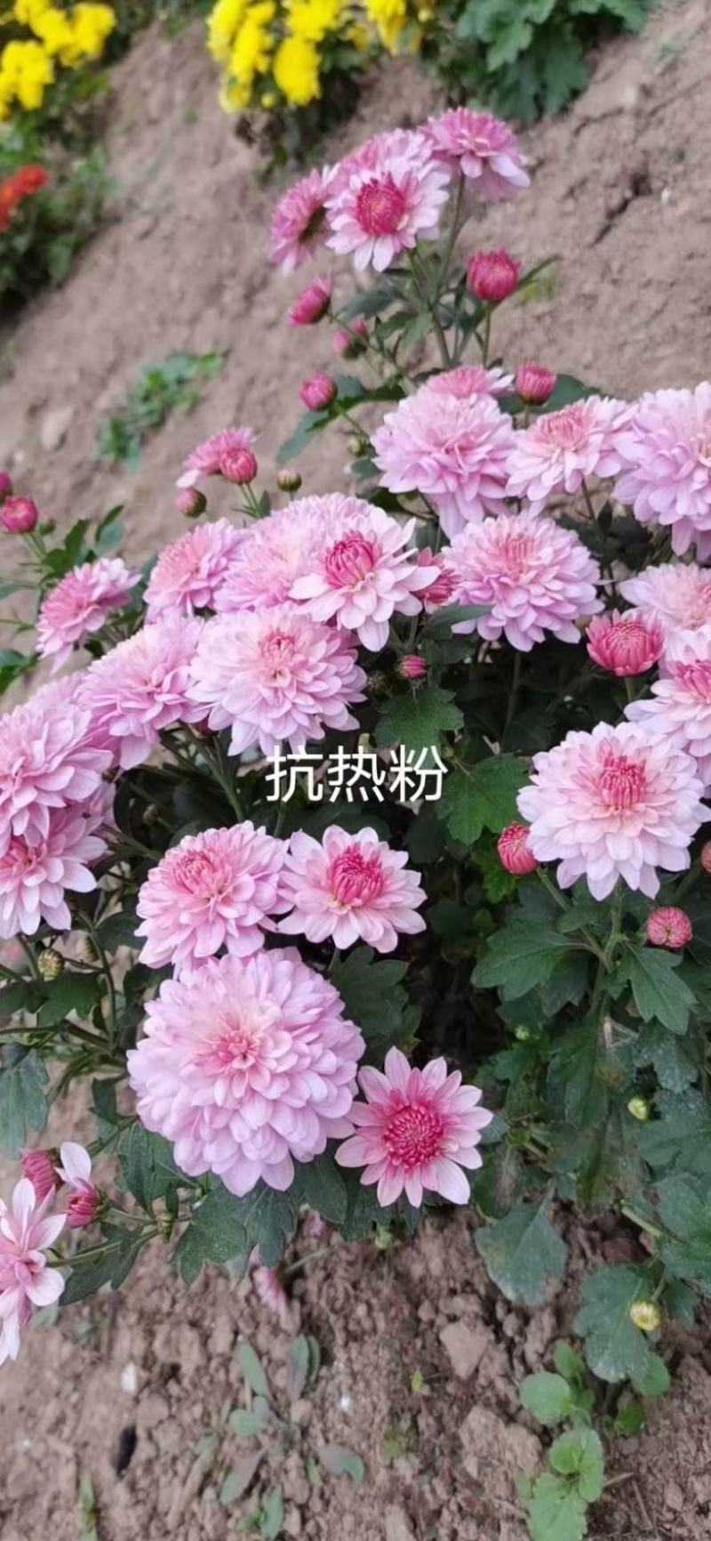 花卉盆景北京夏菊自产自销北京夏菊种植基地