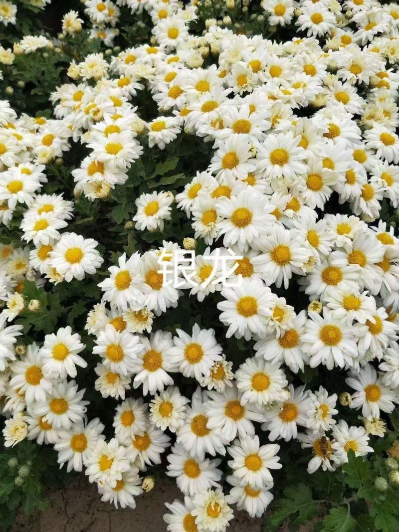 花卉盆景北京夏菊自产自销北京夏菊种植基地