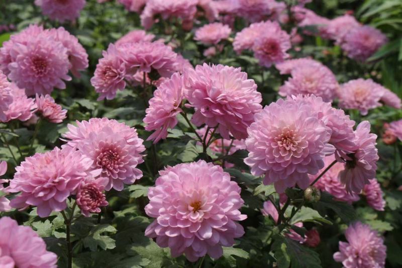 花卉盆景北京夏菊自产自销北京夏菊种植基地