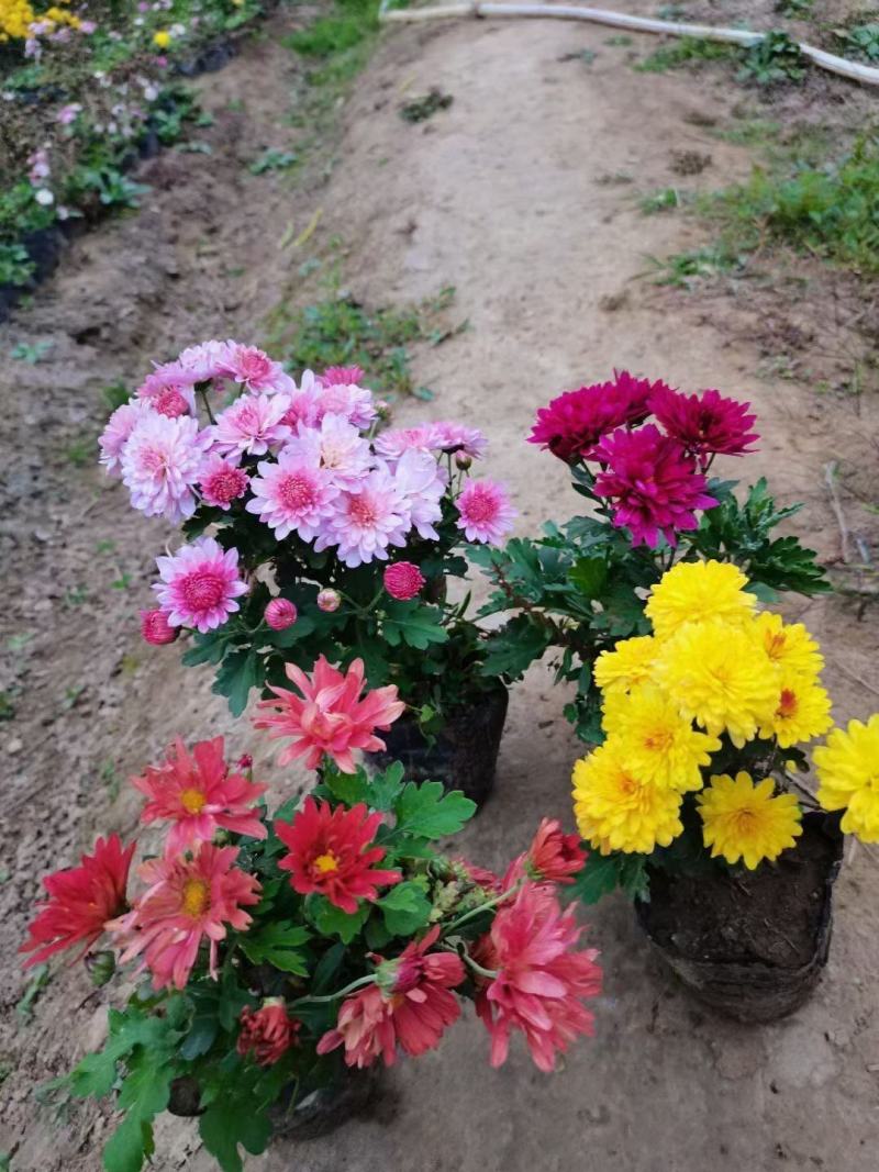 花卉盆景北京夏菊自产自销北京夏菊种植基地