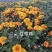 花卉盆景北京夏菊自产自销北京夏菊种植基地
