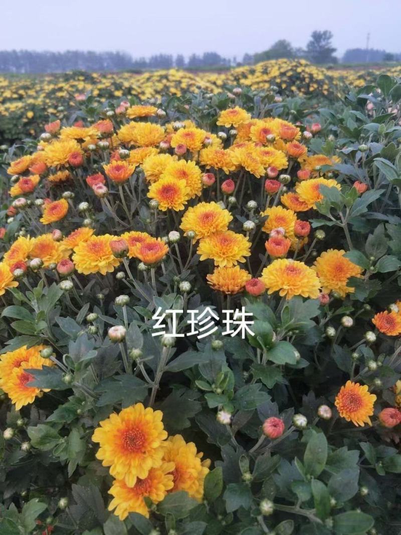 花卉盆景北京夏菊自产自销北京夏菊种植基地