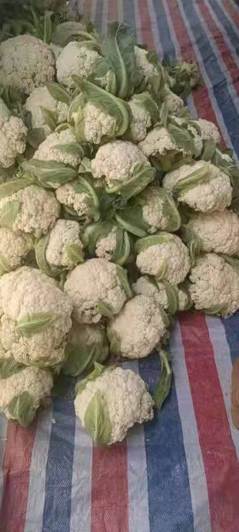 有机菜花2斤松散，适合发市场，加工厂，烘干厂