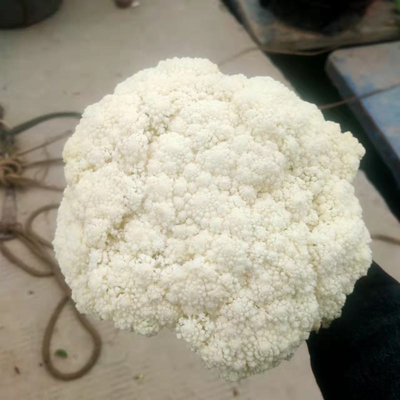 有机菜花2斤松散，适合发市场，加工厂，烘干厂