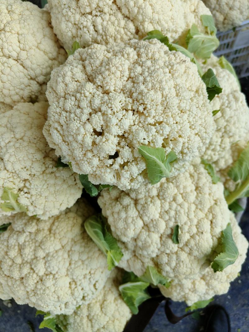 有机菜花2斤松散，适合发市场，加工厂，烘干厂