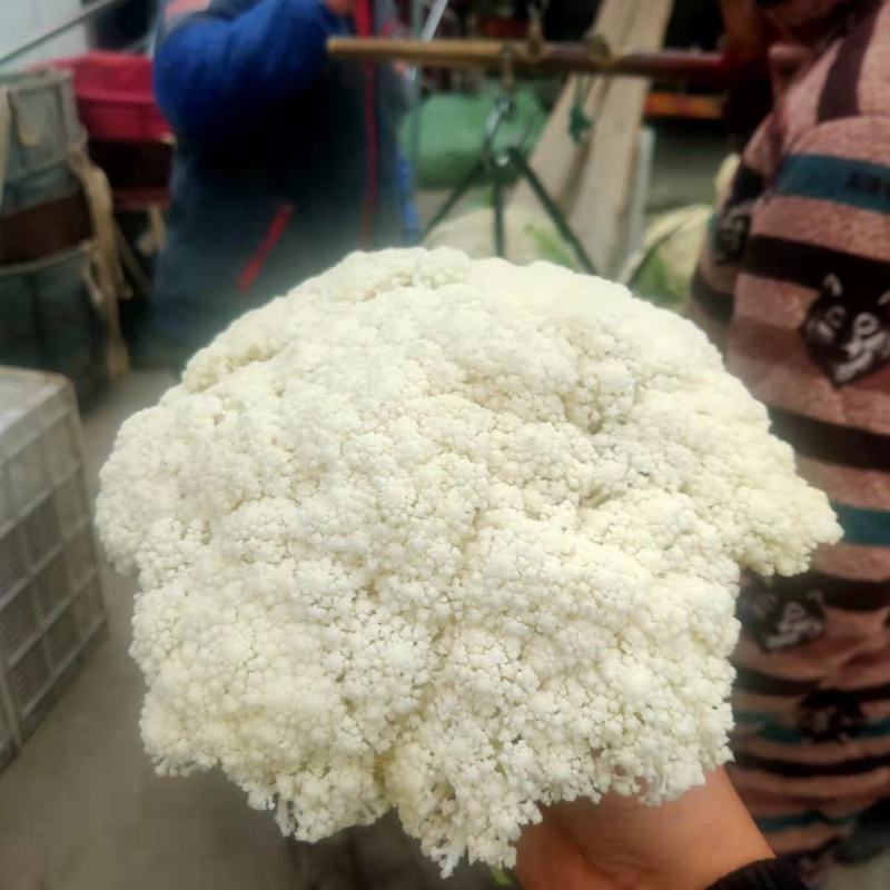 有机菜花2斤松散，适合发市场，加工厂，烘干厂