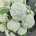 有机菜花2斤松散，适合发市场，加工厂，烘干厂