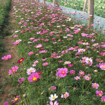 格桑花自产自销格桑花种植基地300万格桑花处理