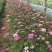 格桑花自产自销格桑花种植基地300万格桑花处理