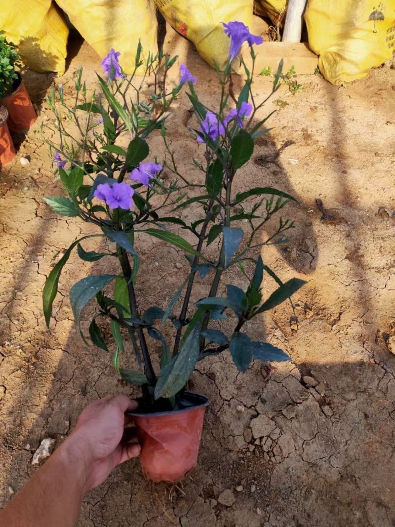 翠芦莉自产自销翠芦莉种植基地翠芦莉一手货源