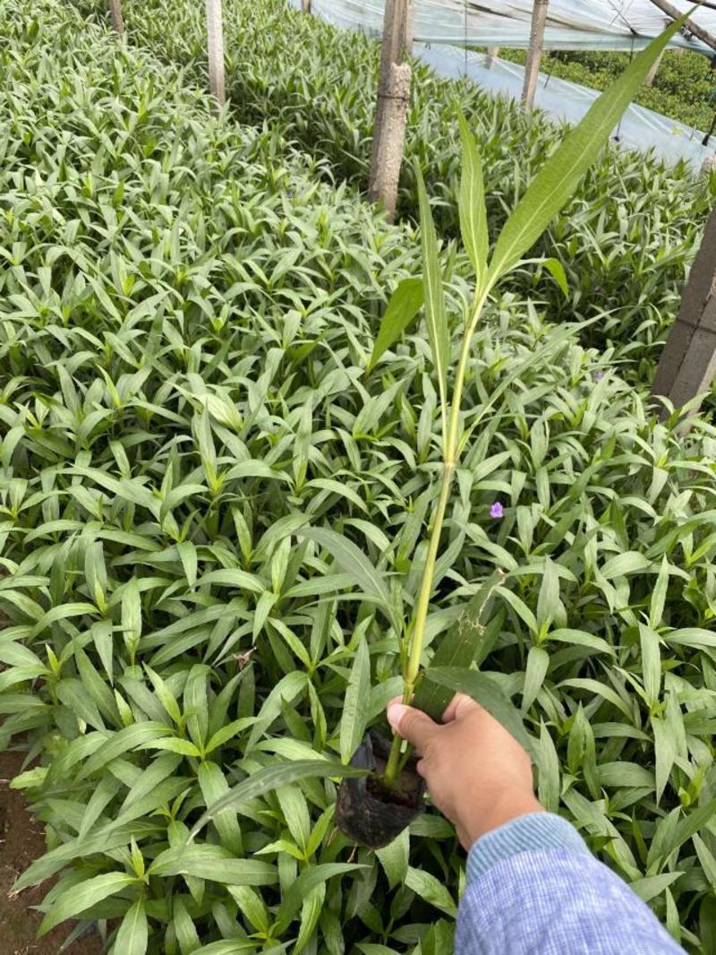 翠芦莉自产自销翠芦莉种植基地翠芦莉一手货源